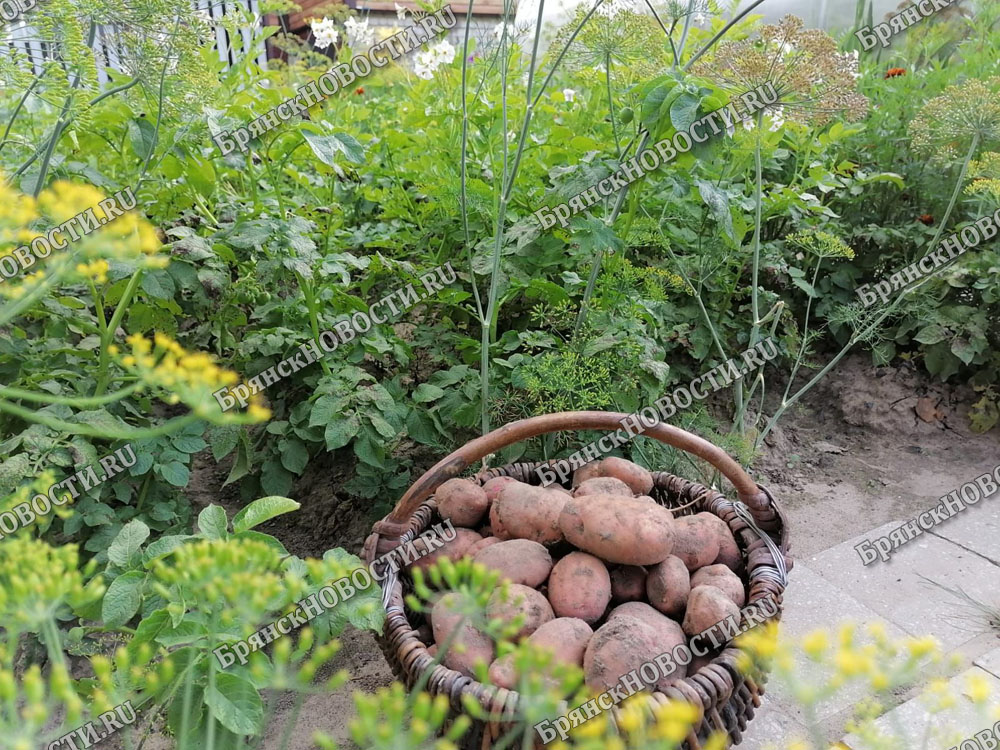 Агроном раскрыл уловку, которую используют продавцы картофеля