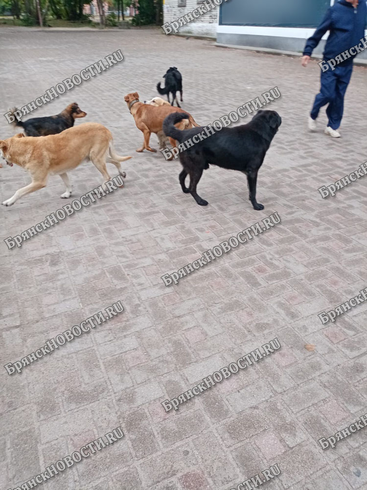 В Новозыбкове местная администрация всех собак спустила на отписки