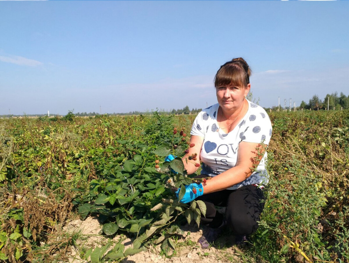 Фермер из Унечского района занялась выращиванием ежевики