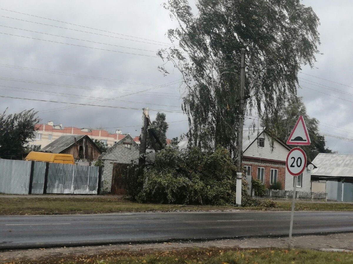 Упавшее дерево в Климово оборвало провода линии электропередачи