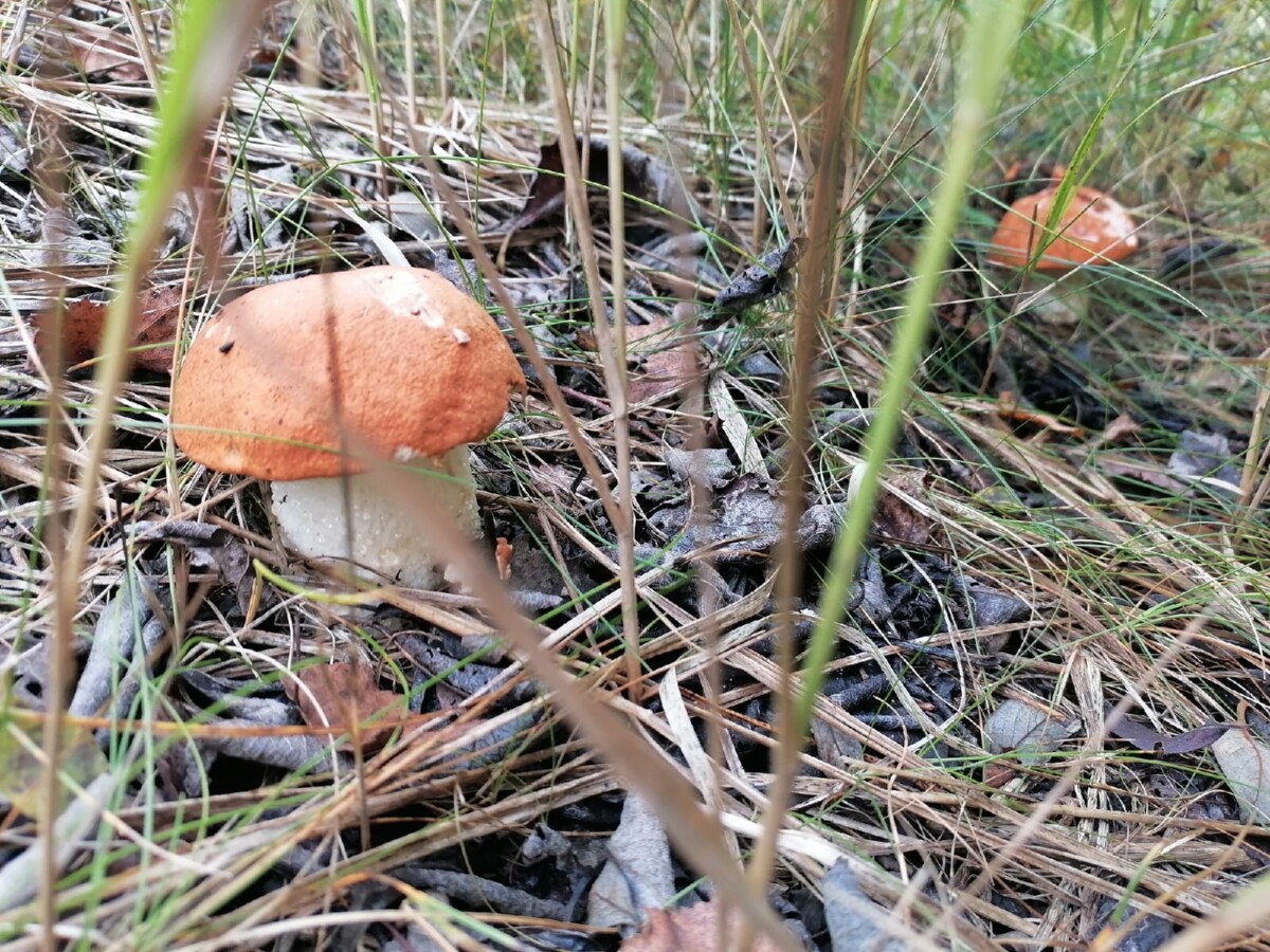 Когда проснутся грибы. Любителям «тихой охоты» в Брянской области назвали старт сезона