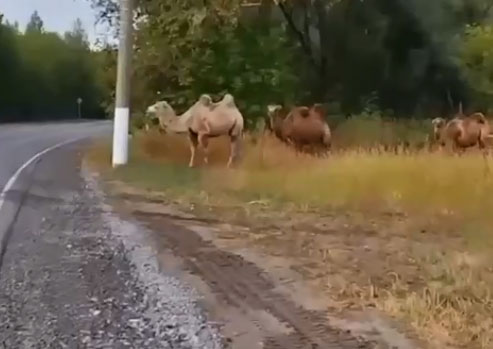 В Брянске заметили у дороги караван верблюдов