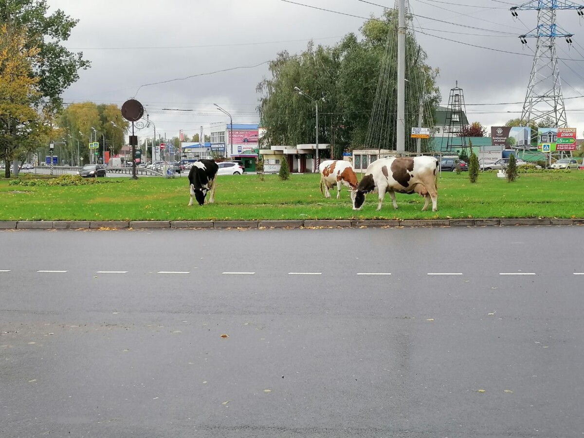 Волка на въезде в Брянск предложили переодеть в пастуха