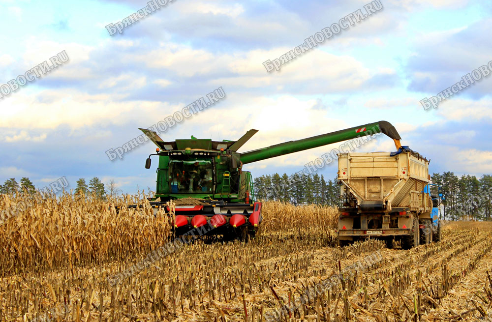 Не убранные поля кукурузы под Новозыбковом вновь вызвали вопросы