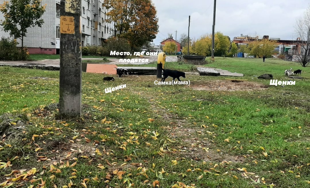 Жители Брянска заметили у чипированных собак щенков