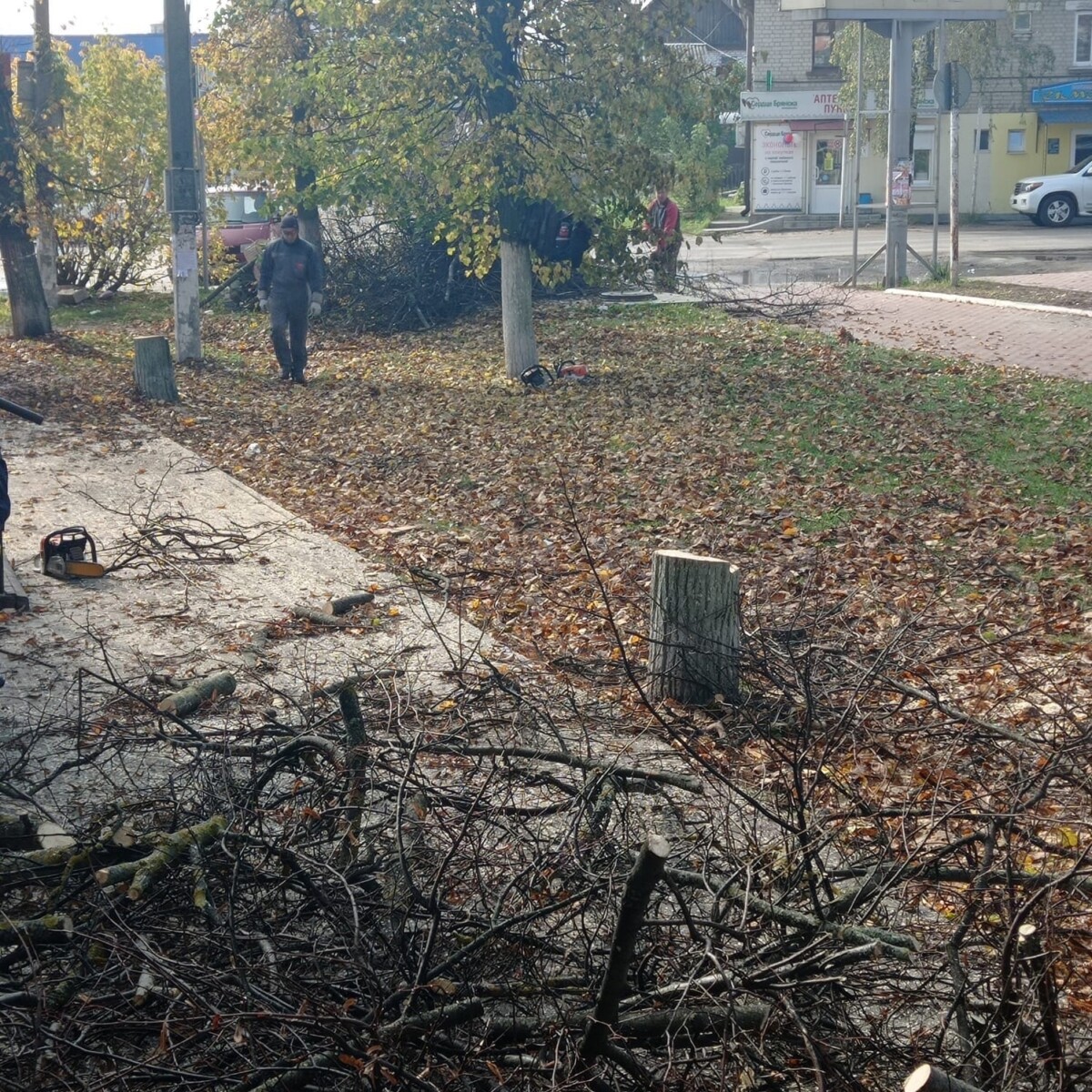 На единственной аллее в Навле рубят деревья