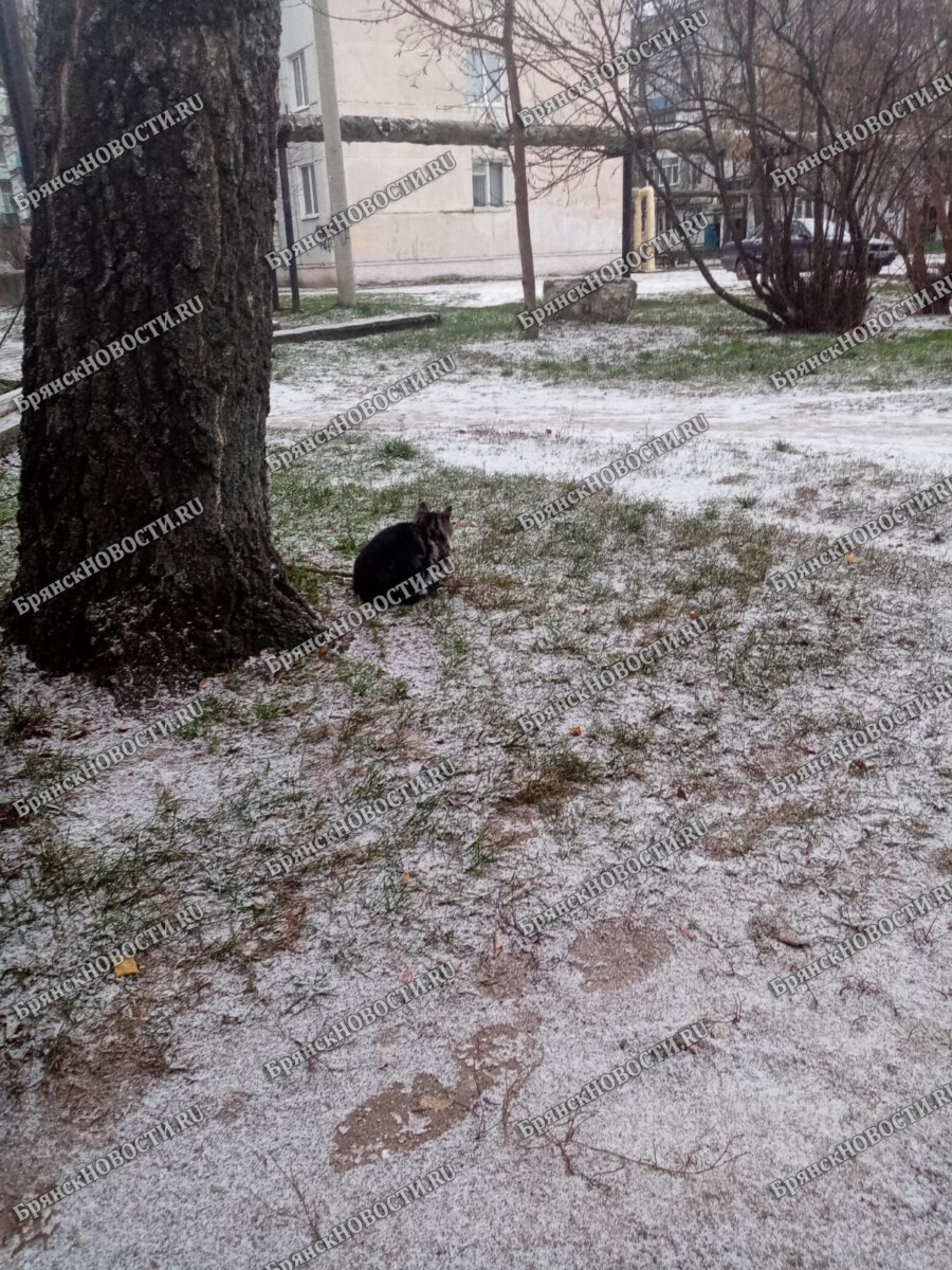 В Новозыбкове выпал первый снег