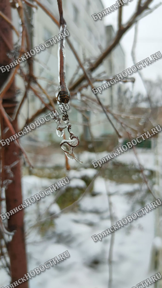 «Переломный» момент: из-за ледяного дождя в Новозыбковском округе аварийные отключения света и упавшие под тяжестью льда деревья