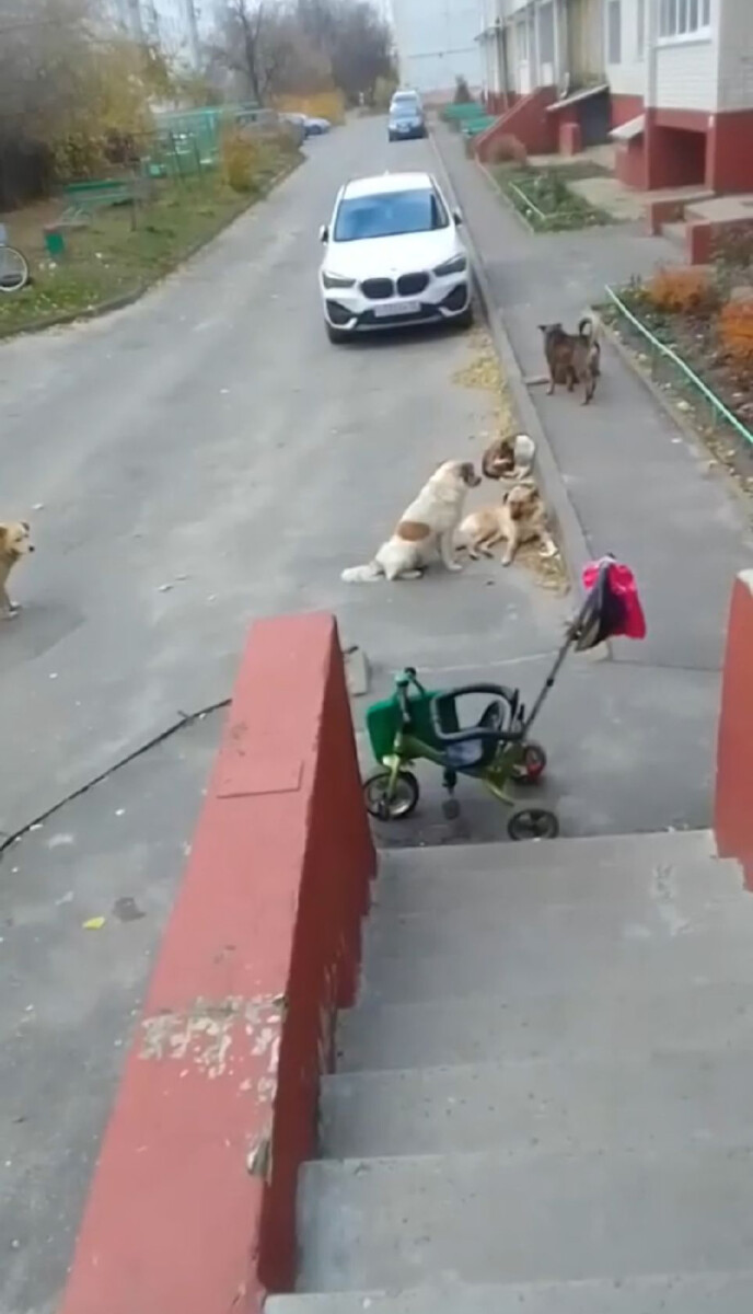 У жителей Карачева накопились вопросы к службе по отлову собак — бродяжки стали бросаться на людей