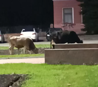 На центральной площади в Дятьково заметили пасущихся коров