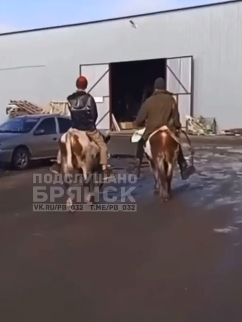На улицах Брянска заметили всадников на быках