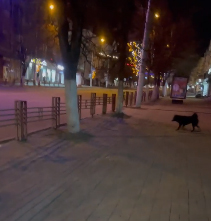 В центре Брянска девушке пришлось отбиваться от агрессивных собак