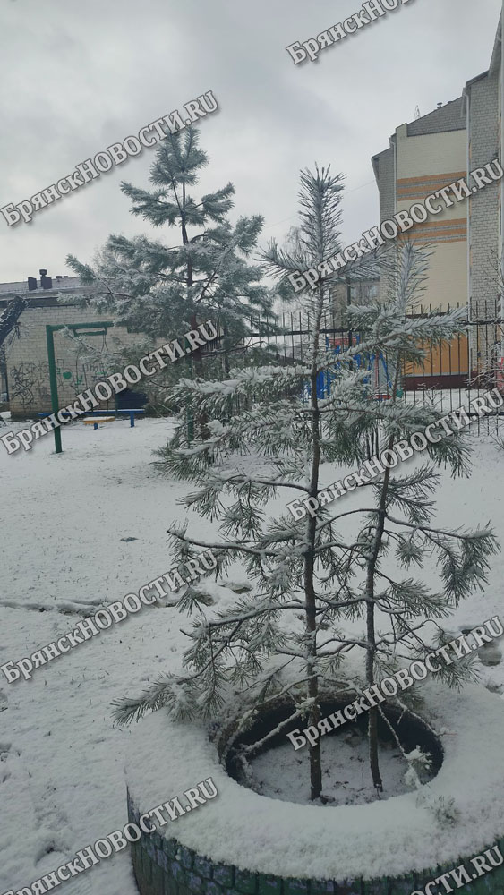 Новозыбковского автомобилиста остановили с четырьмя елками