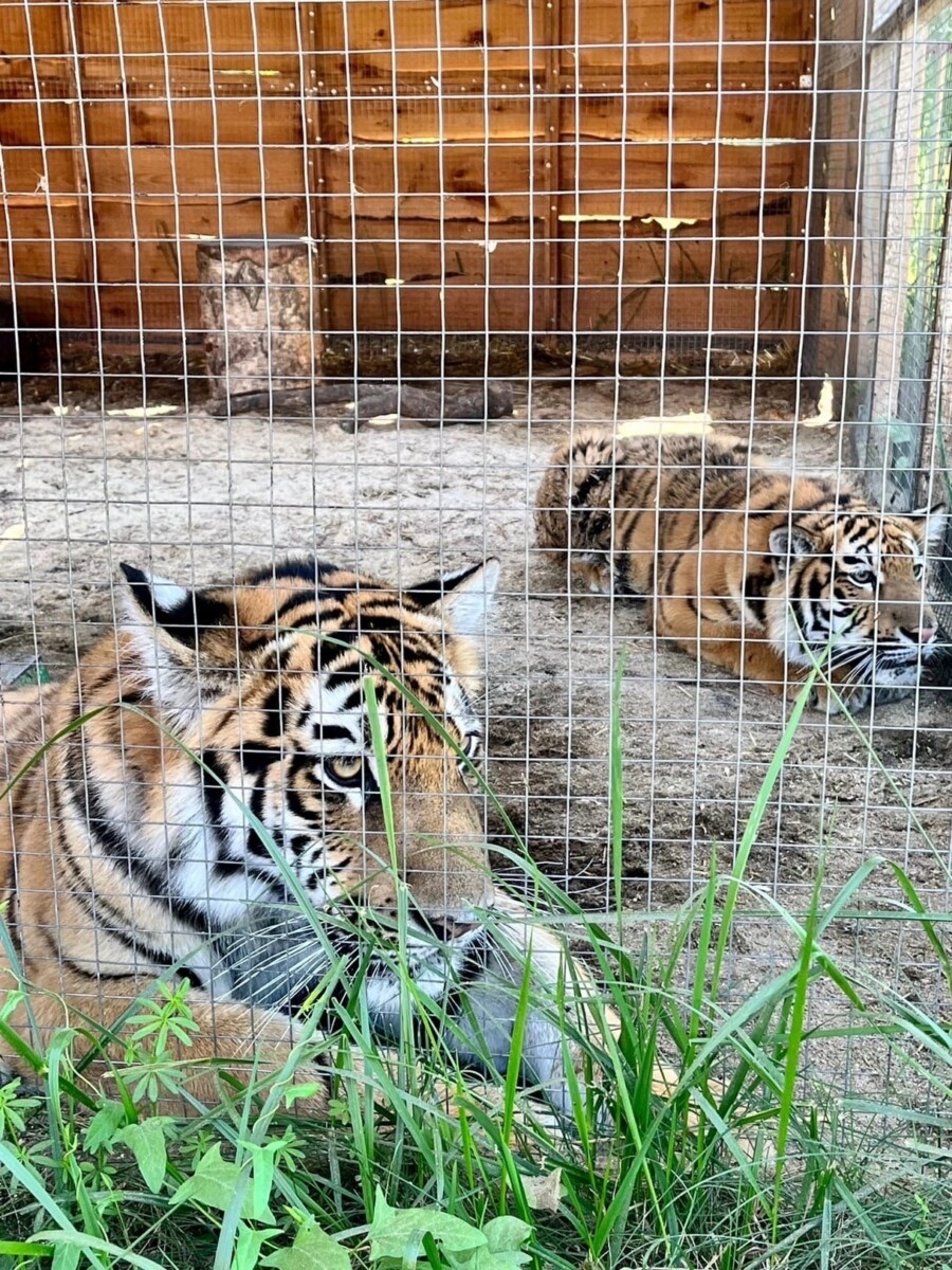 Зоопарк в поселке Навлинского района закрыли