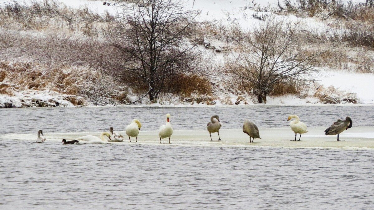 Жителей Брянской области пригласили стать исследователями зимующих птиц