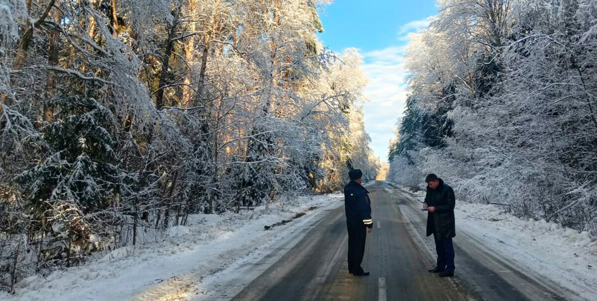 Вдоль трасс в Клинцовском районе предписали срубить сухостой