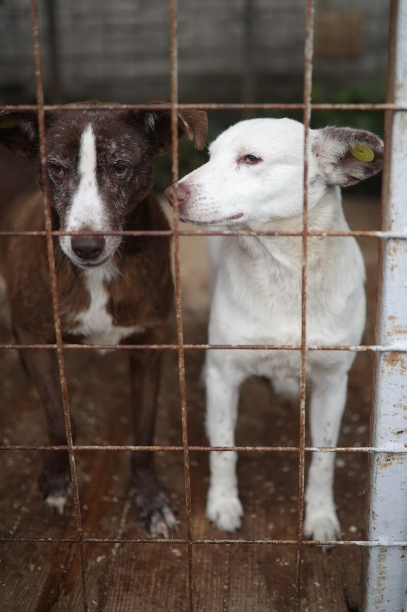 В Брянске спасли незрячих собак Белку и Халка