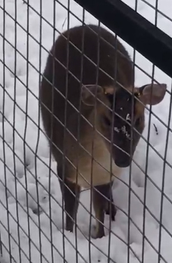 Саблезубые олени впервые в своей жизни увидели снег в зоопарке Брянска