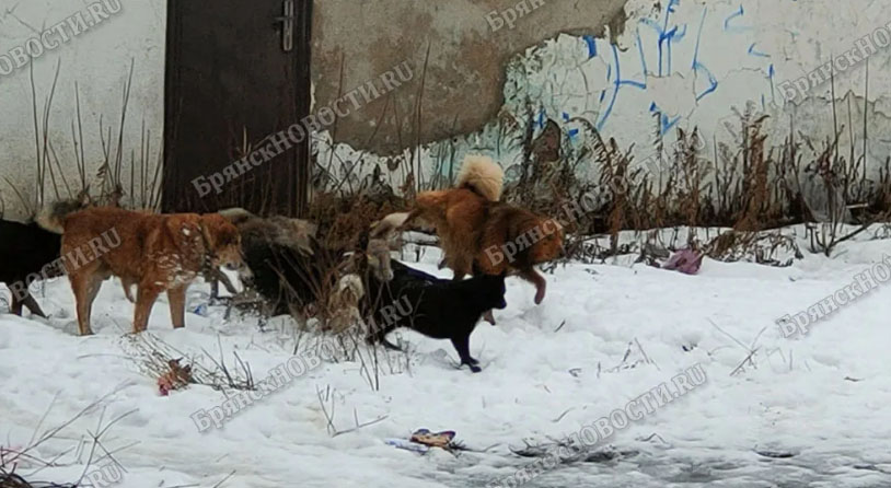 Сразу двух человек за минувшие сутки в Новозыбкове искусали собаки