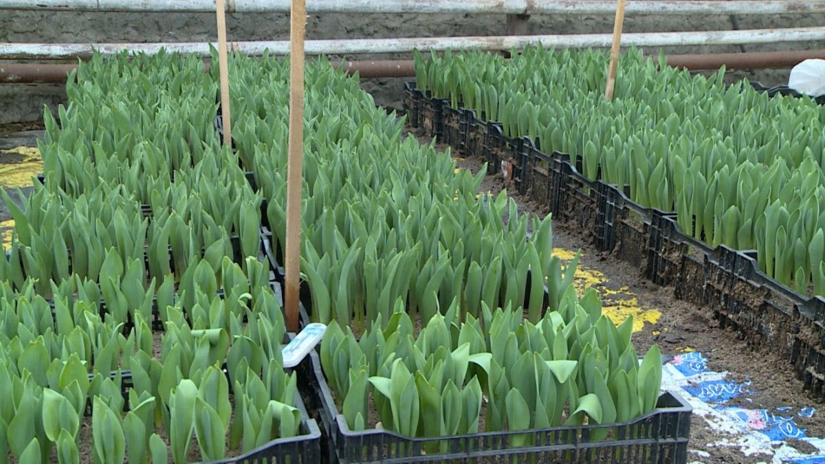 В теплицах Брянска в этом году высадили 27 тысяч тюльпанов