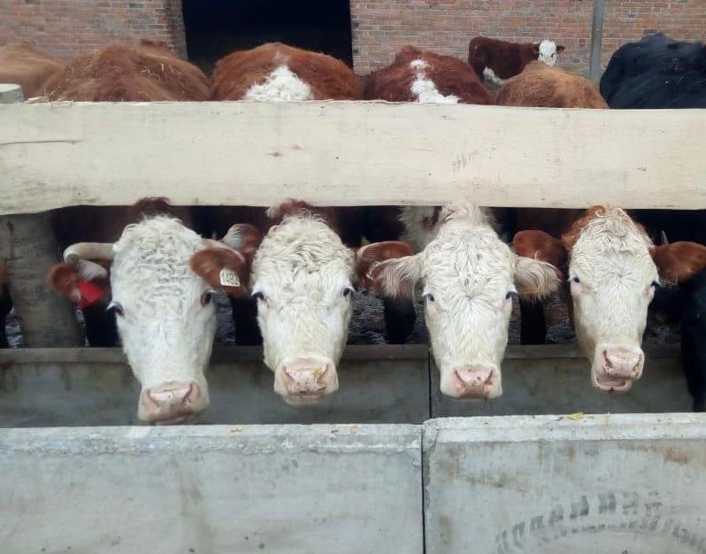 Мясным скотоводством в Брянской области занимается 15 предприятий