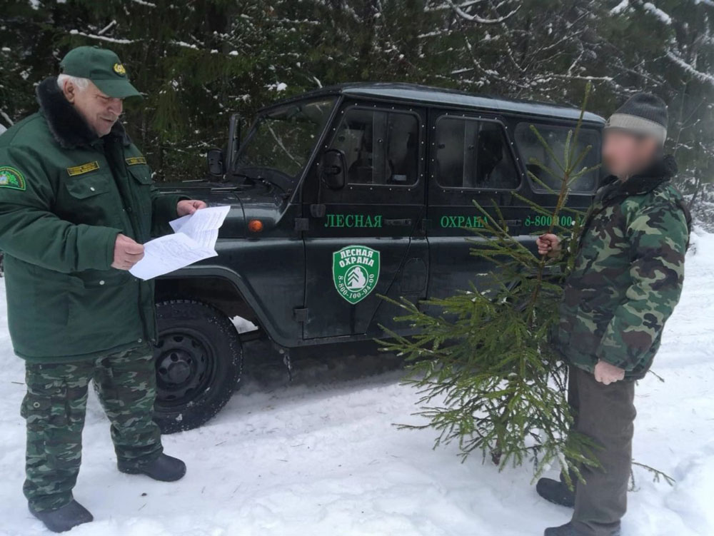 В лесничествах Брянской области подсчитали ущерб от похитителей новогодних елок