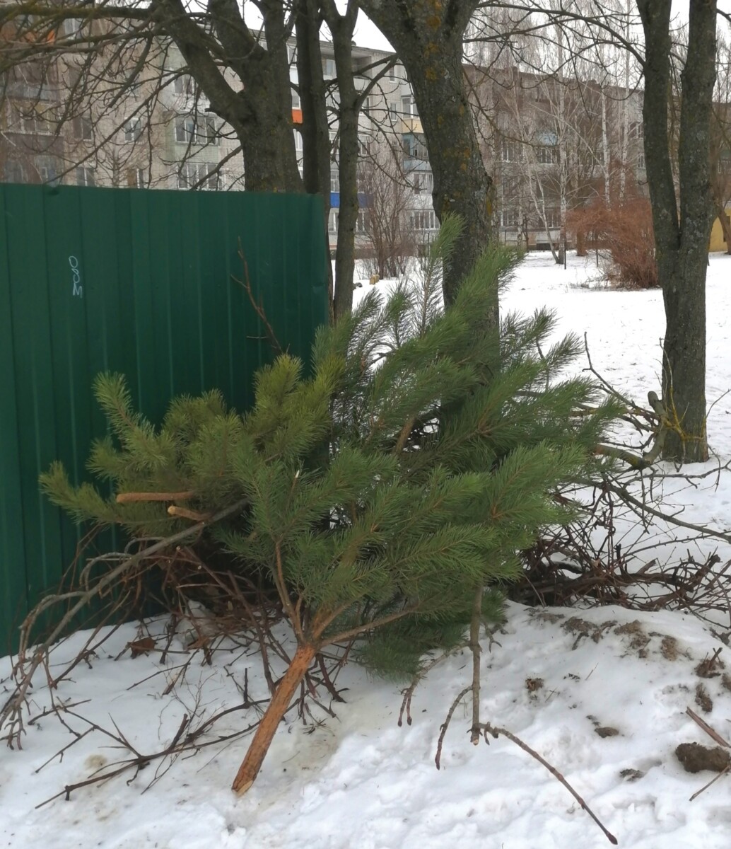 Горожан обеспокоила новая «прописка» новогодних елок на контейнерных площадках Новозыбкова