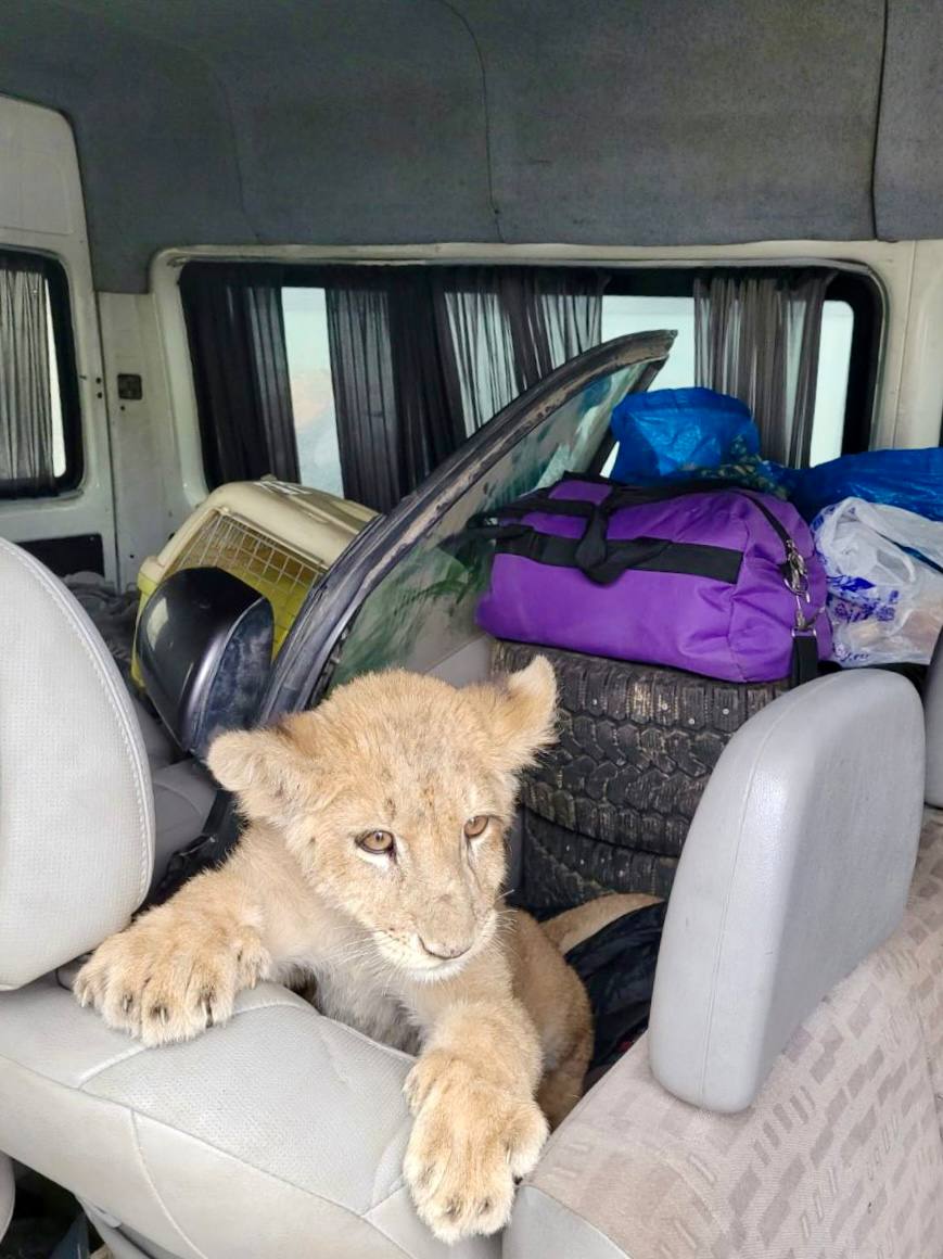 Брянские таможенники показали видео с львенком