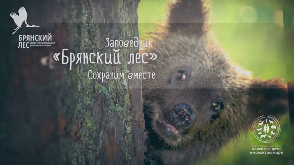 В заповеднике сняли мини-фильм о хозяевах «Брянского леса» – медведях