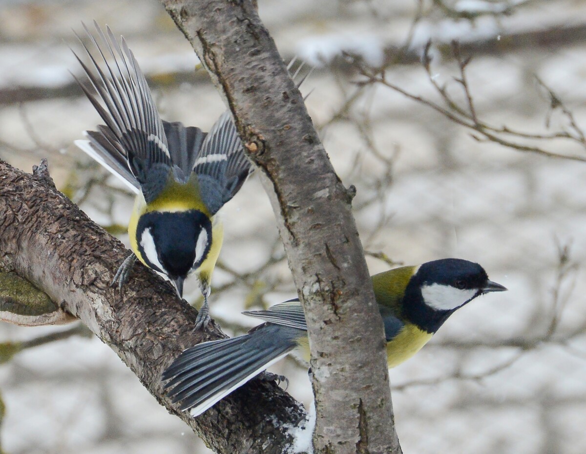 Птицы в Брянской области начали готовиться к созданию «семей»
