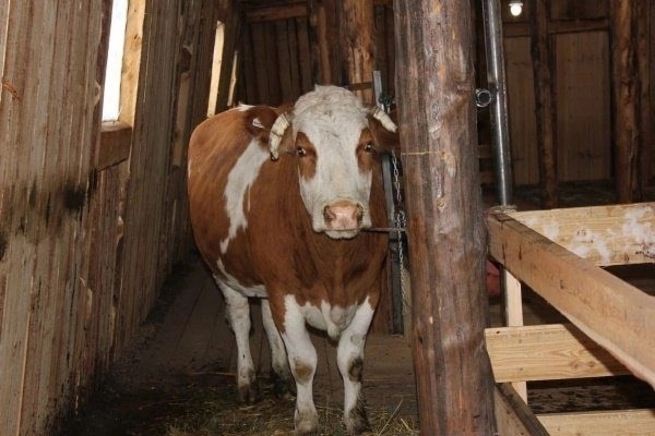 Житель Дятьковского района закупился молочными коровами