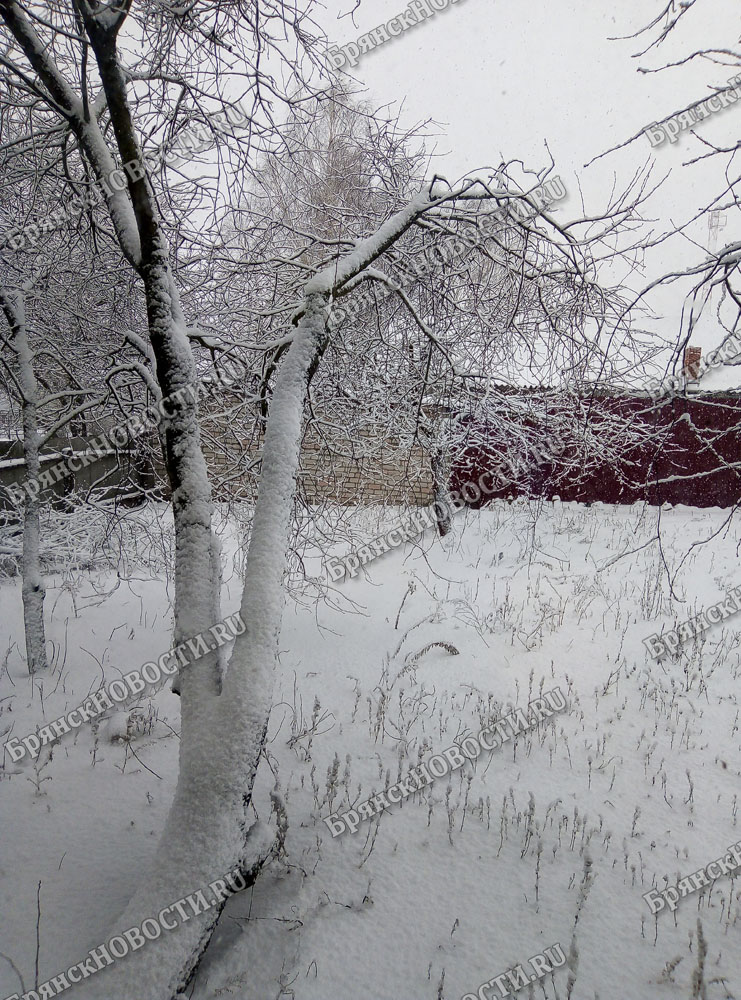 19 февраля на территории Брянской области дождь со снегом