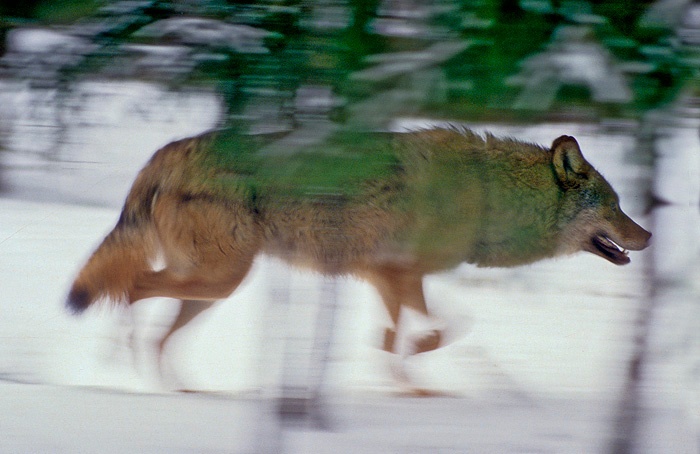 В заповеднике «Брянский лес» сообщили о единственной стае волков