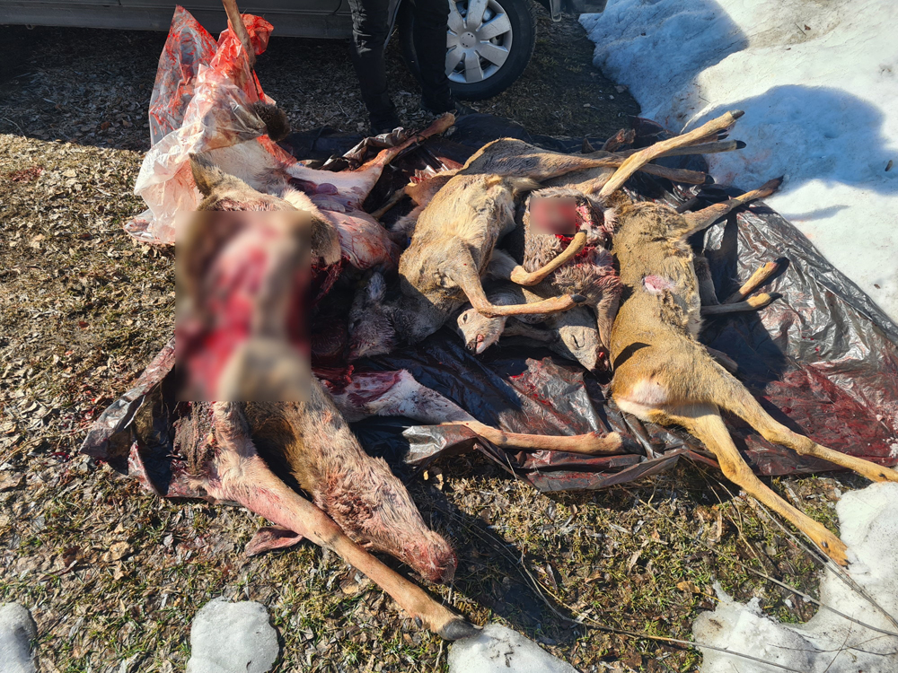 Браконьеры из Брянска пытались оспорить приговор суда за пять убитых косуль и оленя