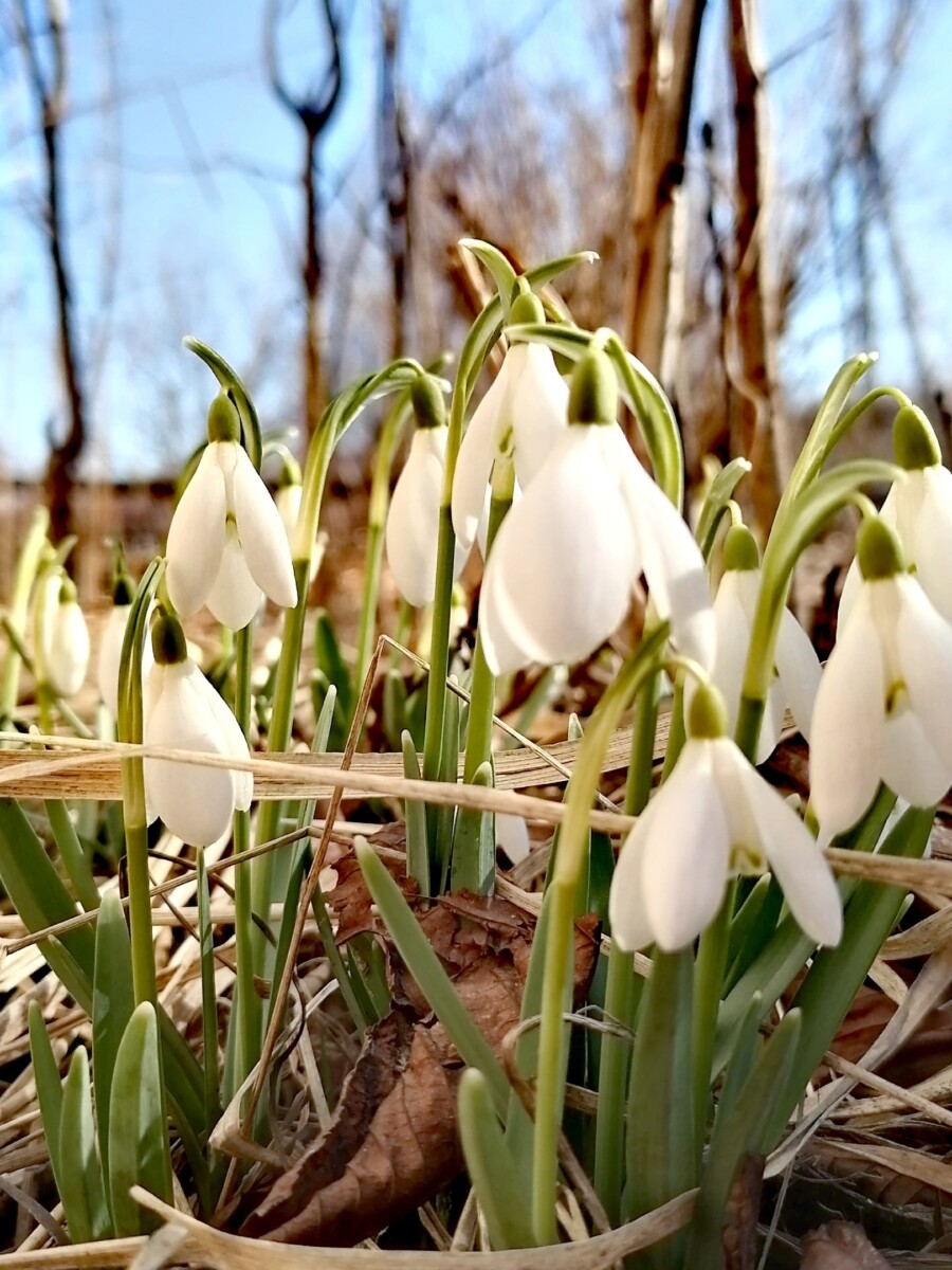 К концу недели до +14: в Брянске ожидается апрельское тепло