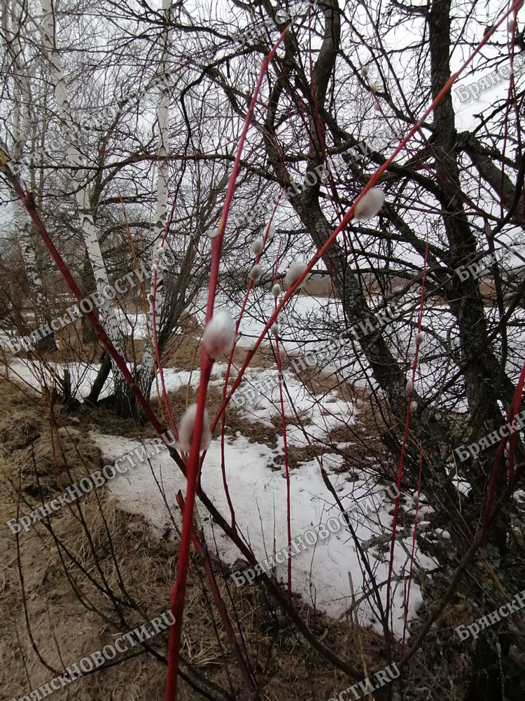 Лед на водоемах Брянской области начал подтаивать