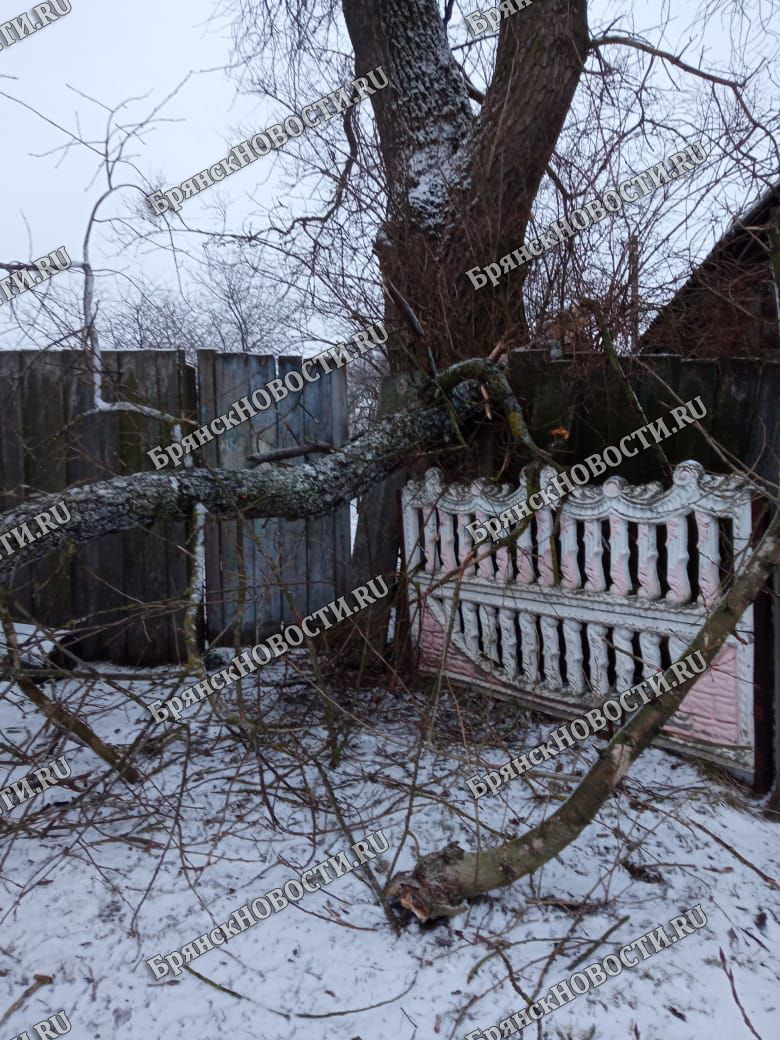 Жители села Внуковичи под Новозыбковом сообщают о ЧП: аварийное дерево рухнуло и оборвало провода
