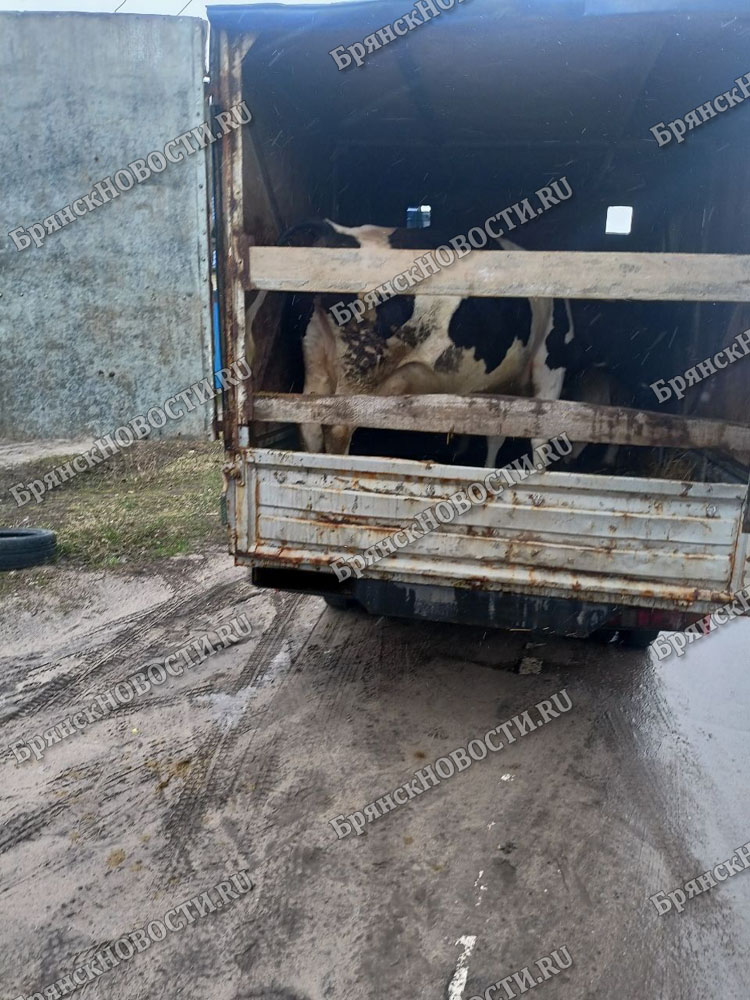 Коровы на борту «Газели» – новое задержание перевозчика в Климовском районе