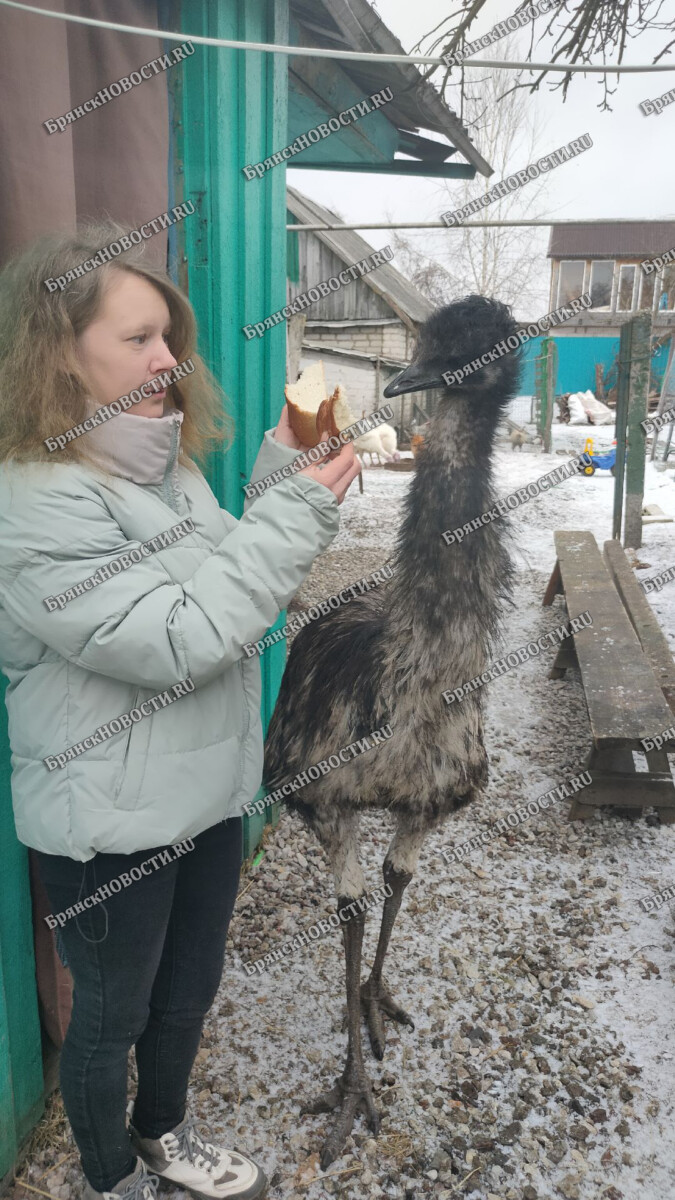 В городе Новозыбкове Брянской области соседский алабай загрыз страуса •  БрянскНОВОСТИ.RU