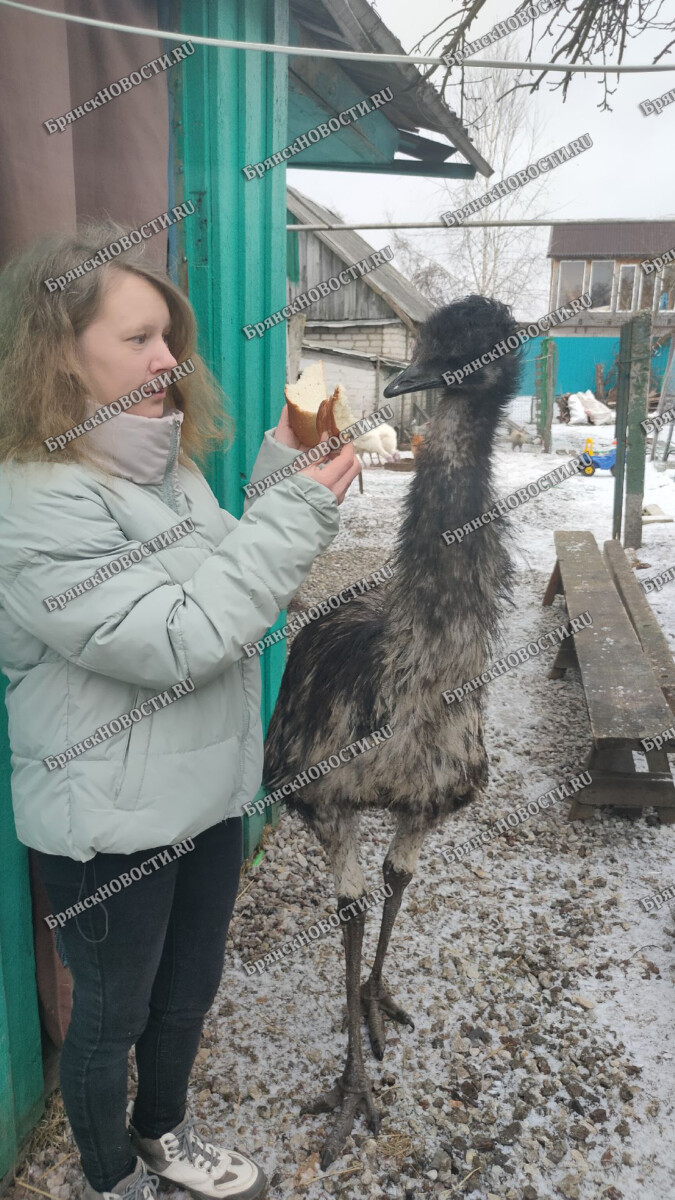В городе Новозыбкове Брянской области соседский алабай загрыз страуса