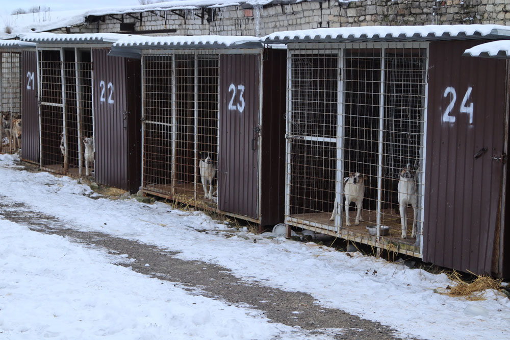Бездомных собак не будут возвращать на детские площадки Брянской области