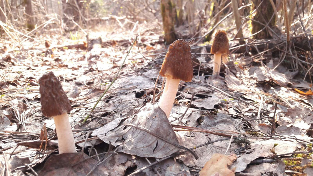 В лесах под Новозыбковом пошли первые весенние грибы