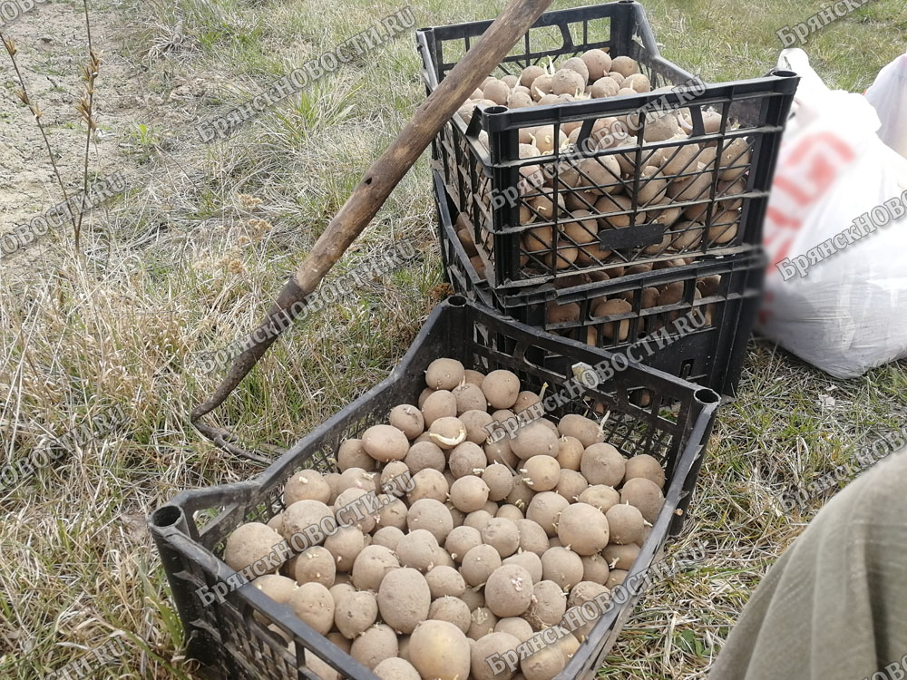 Половина дачников в Брянске засадит участок картофелем
