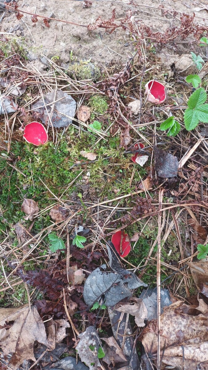 В брянских лесах нашли «чашу эльфа» – диковинные грибы заметили жители Клинцов