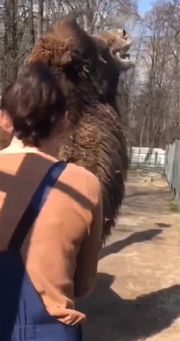 Верблюд Бархан из зоопарка Брянска прихорашивается к сезону
