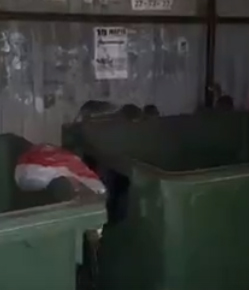 Полчища крыс сняли на видео на площадке ТКО в Брянске