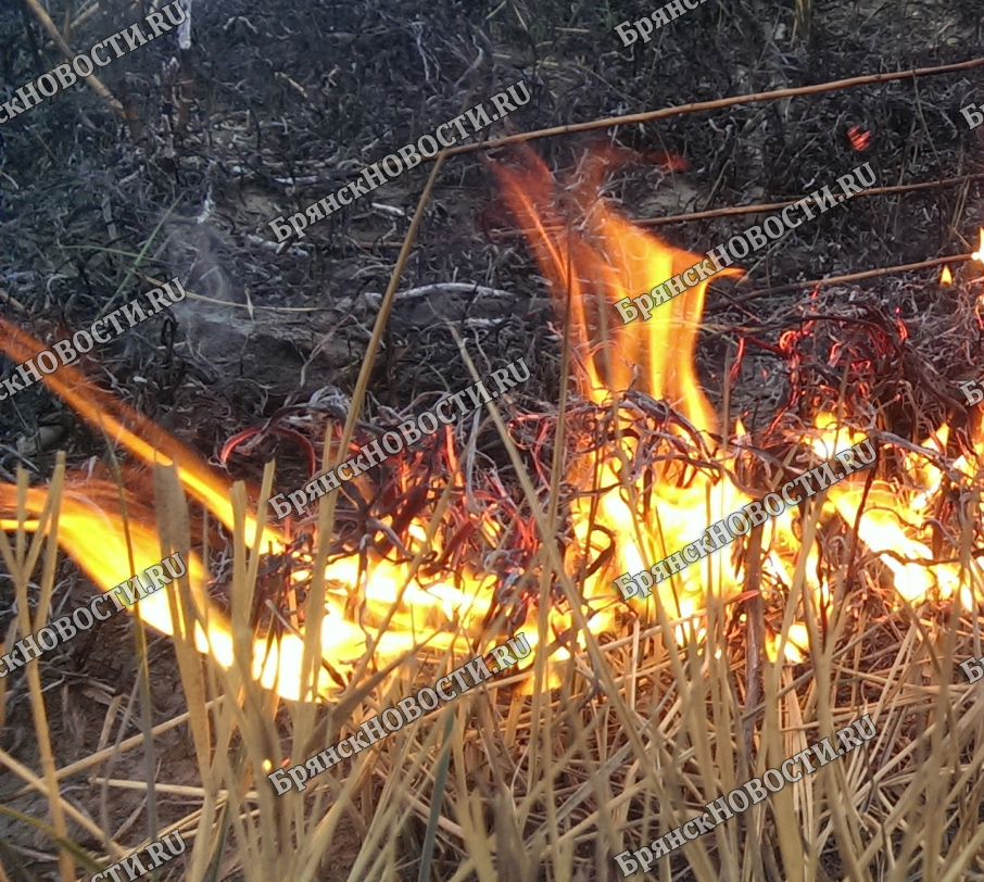 В Новозыбковском округе МЧС трижды за сутки выезжали на тушение сухой травы