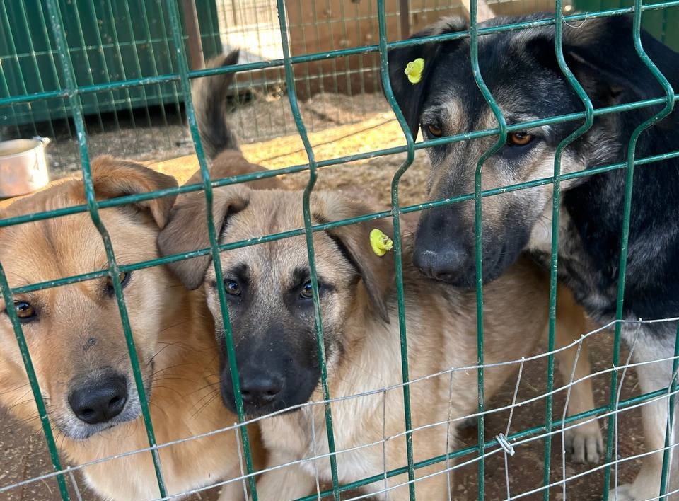 У жителей Брянска спросили разрешения на гуманное усыпление собак