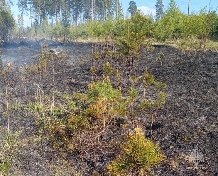 Лесной пожар в Дятьковском районе
