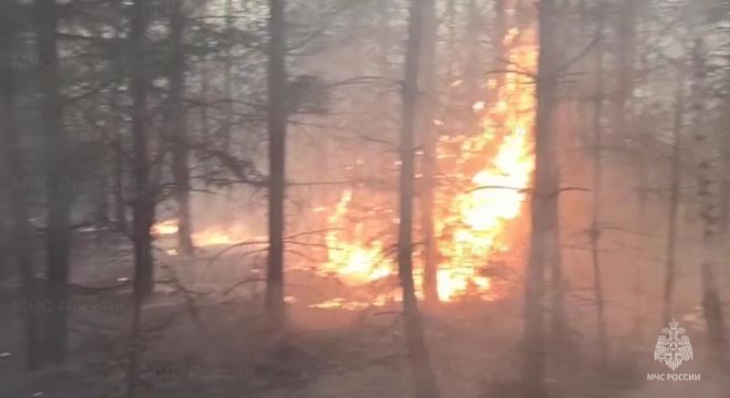 В Дятьковском районе горел лес